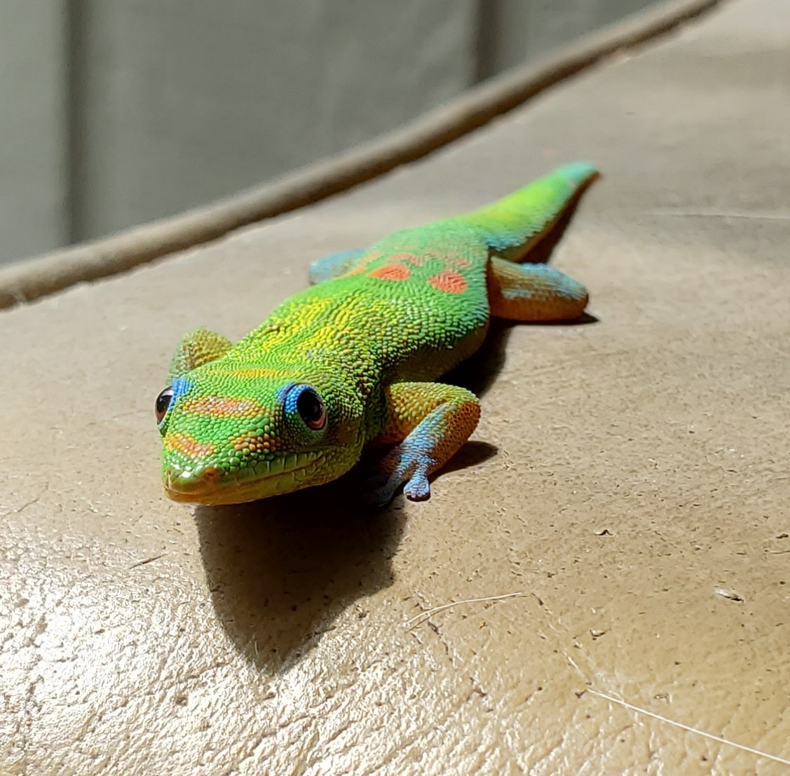 Dunn4Authors's tweet photo. It's Aloha Friday
The gold dust day gecko (Phelsuma laticauda) is a diurnal species of gecko.
-Wikipedia
#AlohaFriday #ItsAlohaFriday #AlohaSpirit #AlohaState #AlohaStateOfMind #AlohaHawaii #AlohaKakahiaka https://t.co/swEWoo2b6K