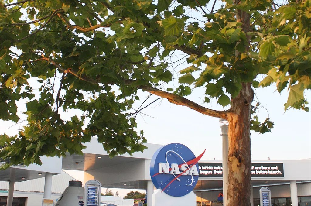 contactlight69's tweet photo. Moon Trees, like this one at NASA's Space Center @NASAKennedy in Florida, stand as living monuments to the 1971 #Apollo14 mission. #Moontrees
https://t.co/c3jCbUQFcO https://t.co/87Licg8HY8