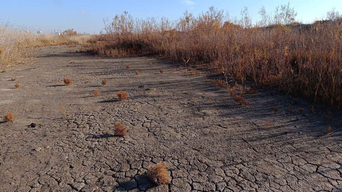 RESTORE4Cs's tweet photo. The 2️⃣nd stop of #RESTORE4Cs winter #samplingcampaign is #ValencianWetlands🌱🔬

📍 Next stop ➡➡➡ #Camargue

▶ https://t.co/Hn0lzxtBdz

📷 by RESTORE4Cs fieldwork team🌱💦

#R4Cs #HorizonEU #FieldWork #Wetlands #CoastalWetlands #RestoreWetlands #ConserveWetlands #Biodiversity https://t.co/8O0LPaNFEX