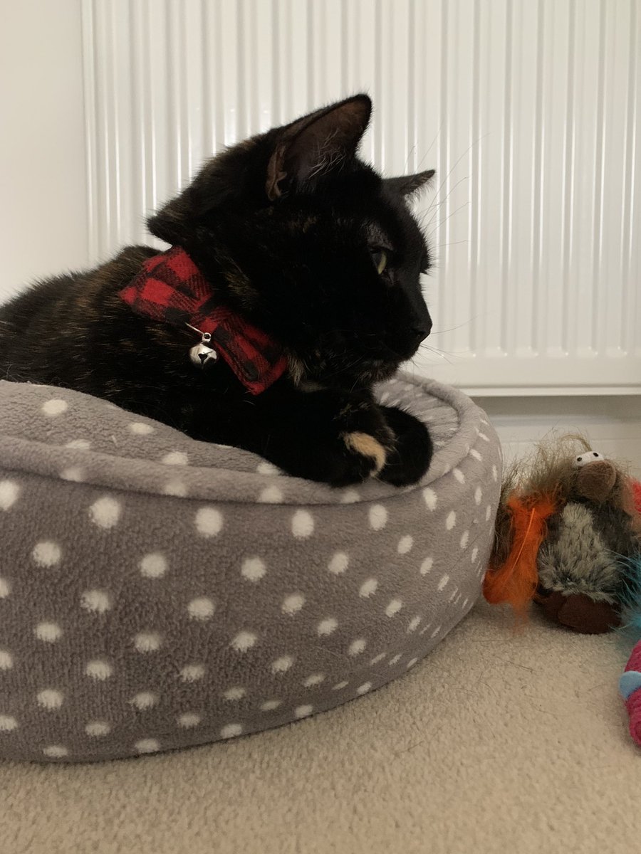It’s my second #GotchaDay today! 😻🥳🐈‍⬛🐾 I spending it relaxing in mine favourite bed. Hopefully there will be Dreamies later 😻😻