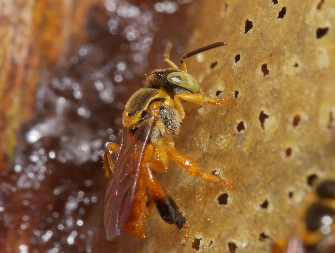 REASSEMBLY Research Unit reassemblynet.bsky.social (@reassemblynet) on Twitter photo Stingless #bees are key pollinators in #tropical forests, but also heavily use tree #resins! New study from 🇪🇨 Chocó led by @GemmaNydia @BeePlantChem <a href="/CiyaTheFox/">Alexander Keller</a>
📰reassembly.de/news/sticky-st…
📜onlinelibrary.wiley.com/doi/10.1002/ec… Stingless #bees are key pollinators in #tropical forests, but also heavily use tree #resins! New study from 🇪🇨 Chocó led by @GemmaNydia @BeePlantChem <a href="/CiyaTheFox/">Alexander Keller</a>
📰reassembly.de/news/sticky-st…
📜onlinelibrary.wiley.com/doi/10.1002/ec…
