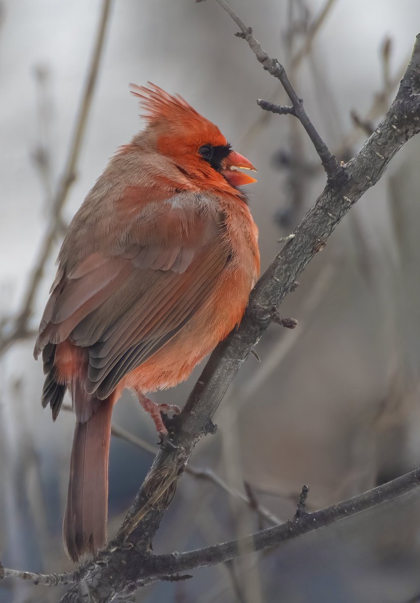 On cold mostly overcast day; this Northern Cardinal faces the biting wind, feathers slightly puffed to shield the chill. Despite the weather, his red plumage shines brilliantly. #birdwatching #birdphotography #naturephotography