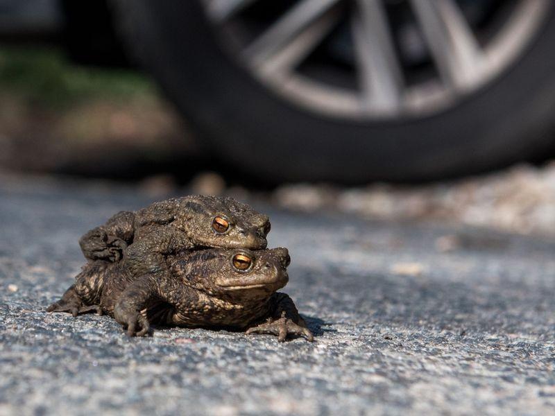 Ärger um Kritik an Krötentunnel in Hamburg-Blankenese abendblatt.de/hamburg/articl…