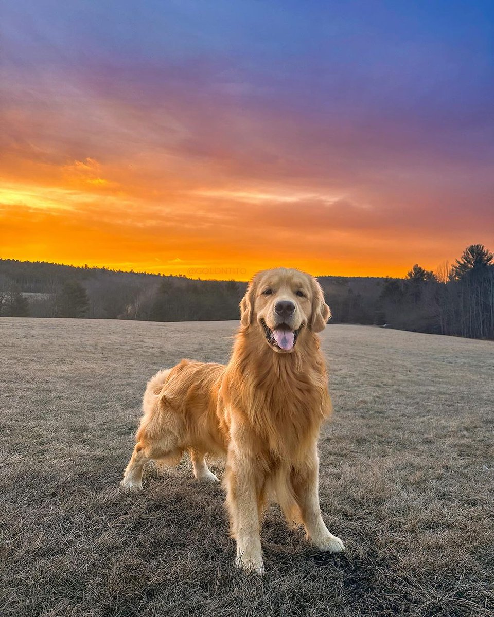 Golden Retrievers are known for being completely happy doing whatever it is they are doing.
#goldenretrieverdaily #goldenretrievermix #goldenretrieverpuppy #goldenretrieverslovex