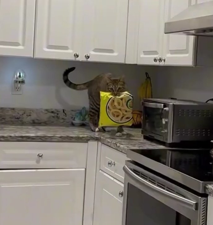 DontShowYourCat's tweet photo. he chose the snack life https://t.co/6da4CJlbXB