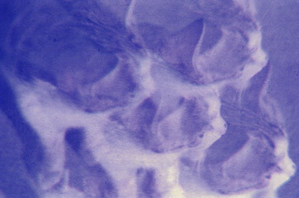 "Purple Haze"  Selected artwork on World Of Cats 🐈 By <a href="/nftlovelycats/">Lovely Cats 🐈‍⬛ 🐈</a> Curated by <a href="/manisaemi/">Mani Saemi</a>.

1/1 for 0.06 ETH
10% of the sales go to support homeless cats.

#WorldOfCats #WOC #NFTCommunity 

↳ foundation.app/@aria6000/shor…