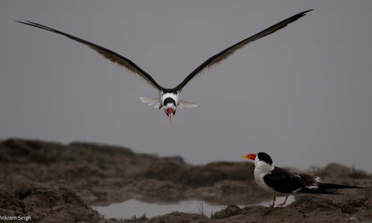 Chambal River. #birds #River #wildlifephotography