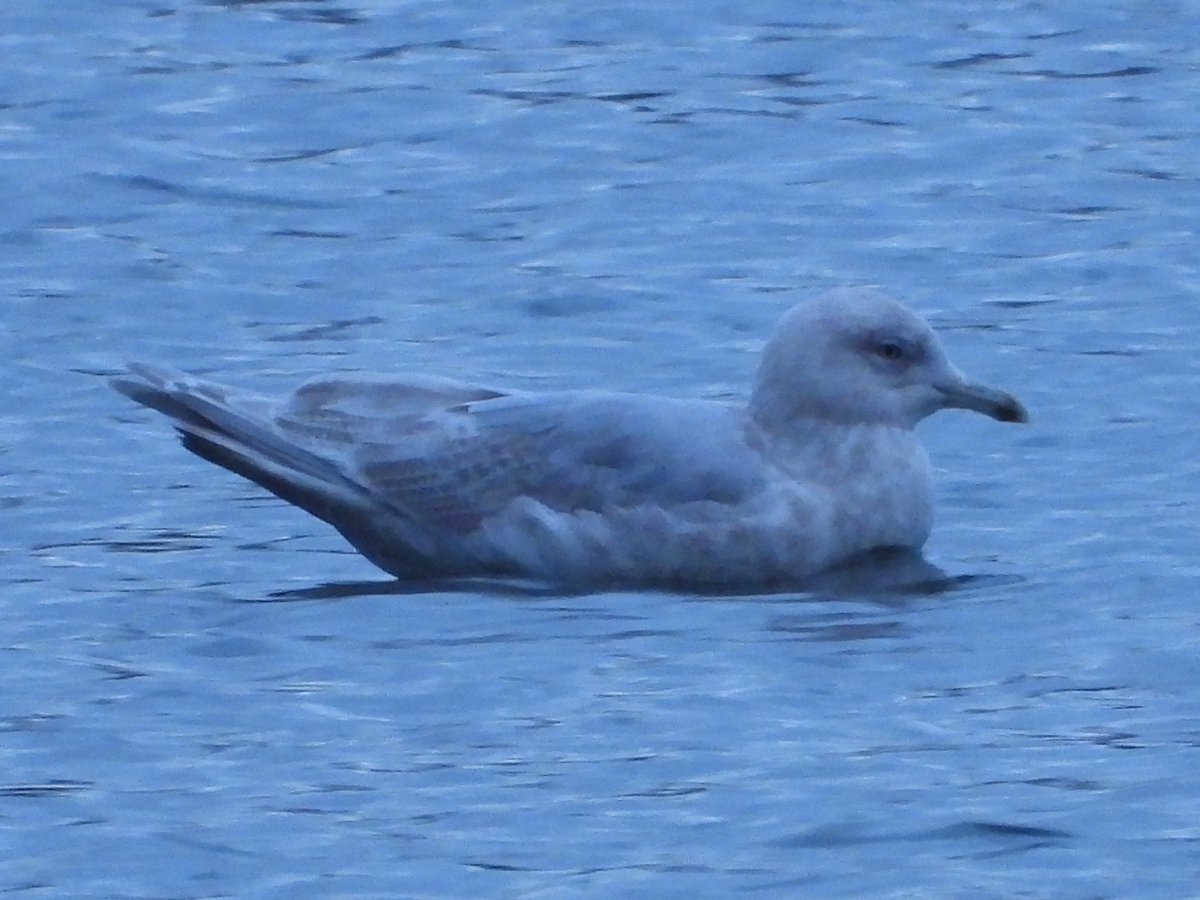 Presumed Kumlien's Gull (probably 3rd winter) at Amwell NR this evening, found by @AH_birdartist , in the field we were worried that it seemed the same size as a Herring Gull and could be a leucistic Herring, but surely this is a Kumlien's? Photo by Phil Ball (mine were crap!)