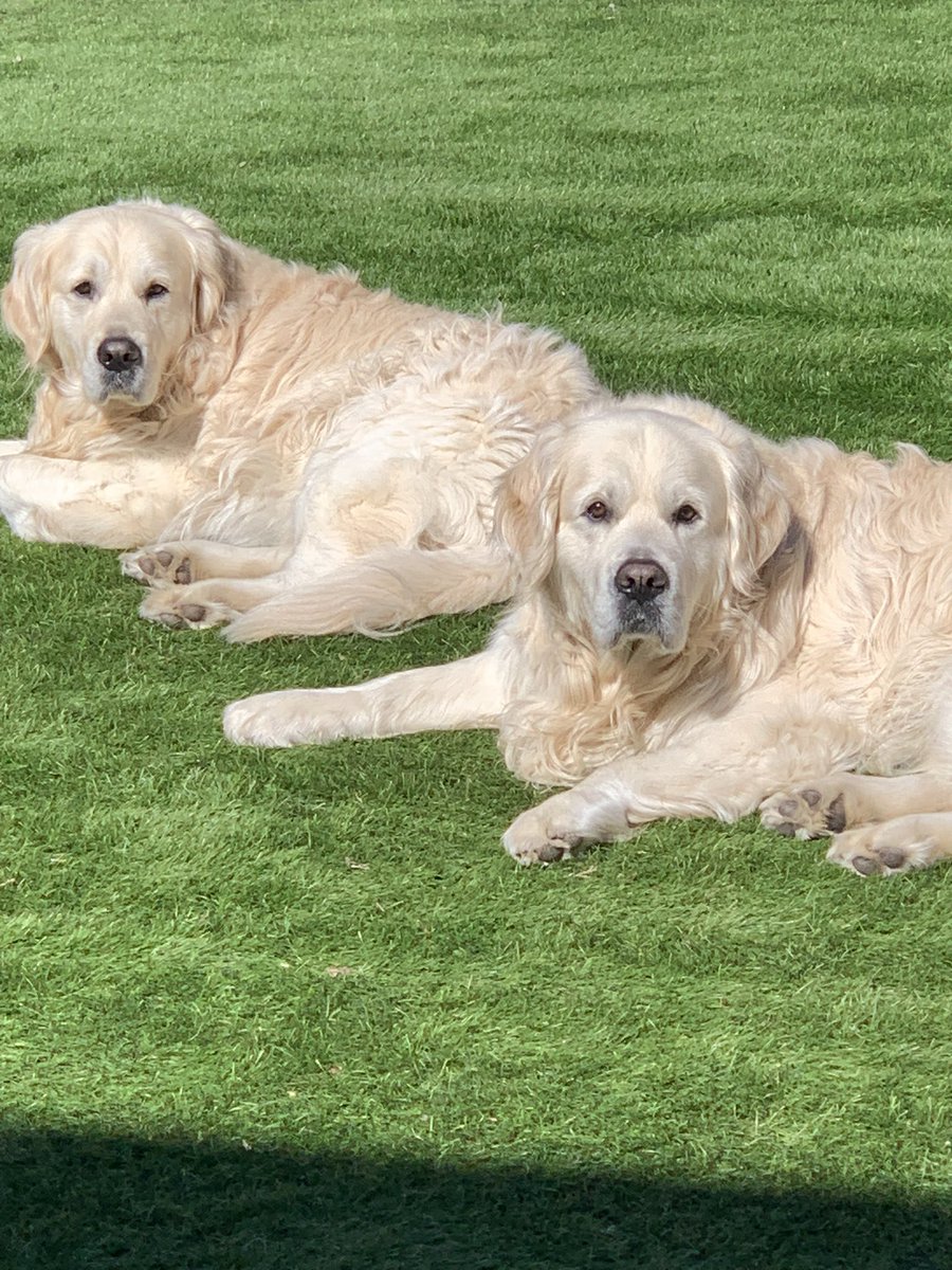 TeamRetriever tweet media