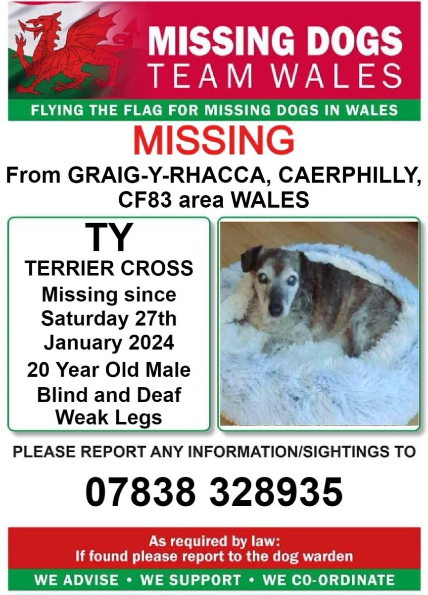 ‼️URGENT SHARES NEEDED ‼️ GRAIG-Y-RHACCA #Caerphilly PLEASE CAN NEIGHBOURS IN AND AND AROUND THIS AREA CHECK GARDENS / SHEDS ETC TY IS 20YRS OLD ! DEAF AND BLIND ALSO WEAK ON BACK LEGS PLEASE LOOK OUT FOR HIM !