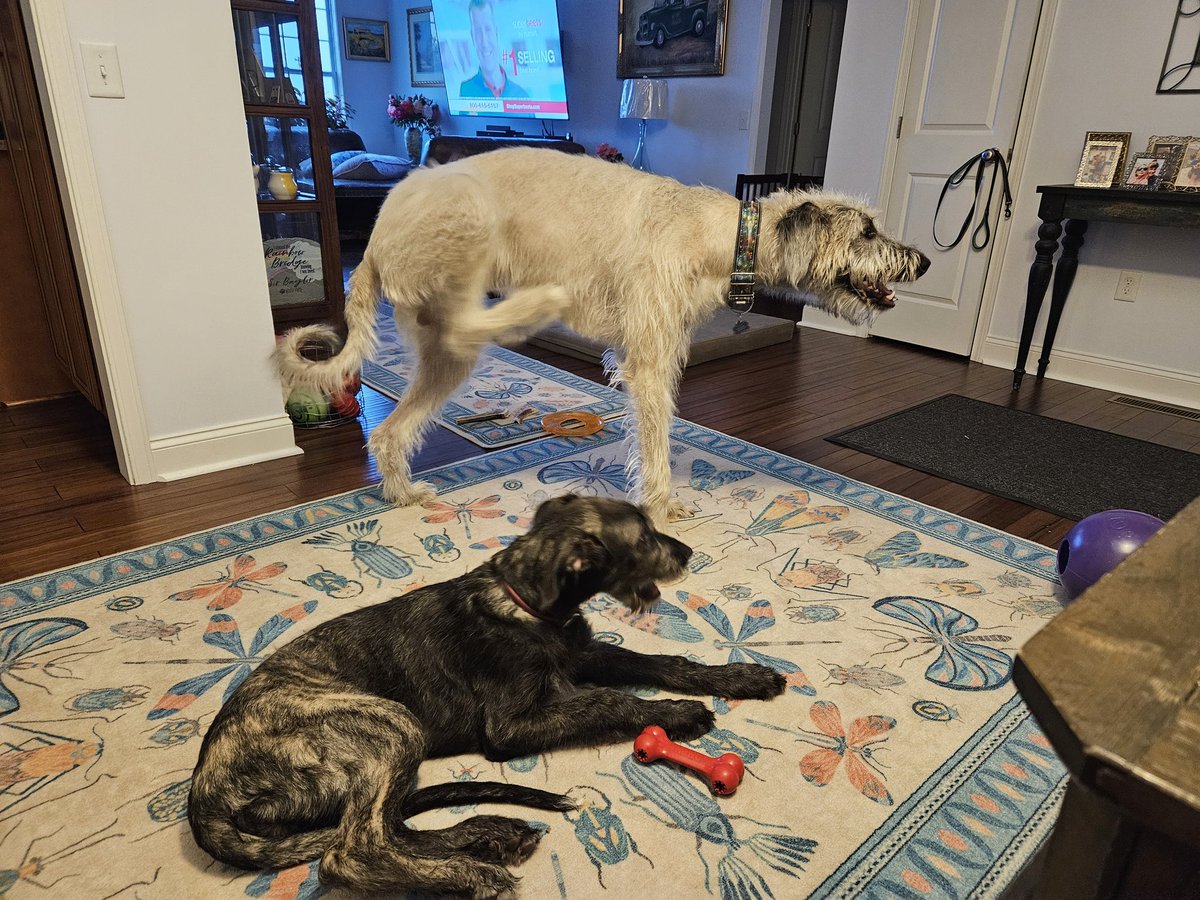 Look what I brought home yesterday. 
Meet Callum, he's 14 weeks old. That's his 8 month old brother, Sir Paws Maguire.  IrishWolfhounds are the tallest breed.