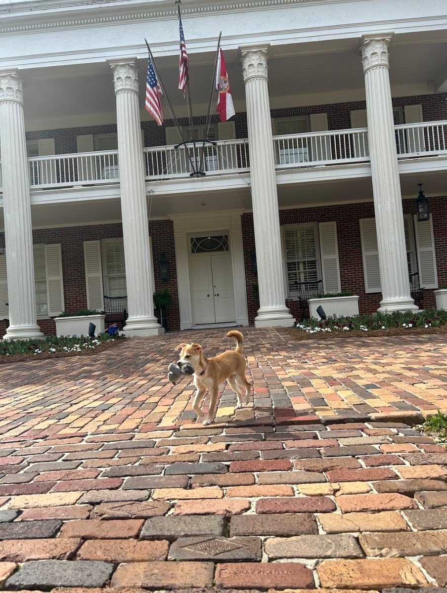 Casey DeSantis tweet media