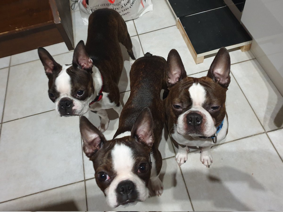 Rugal-B 🐶 🇫🇷 tweet media