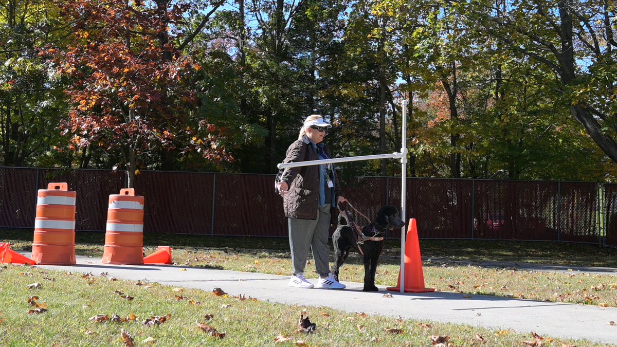 Training a guide dog involves more than just ground-level navigation—it's about watching out from all angles! At the Guide Dog Foundation, our dogs learn to keep their handlers safe by scanning above eye level. They can detect challenges and expertly navigate away from danger.
