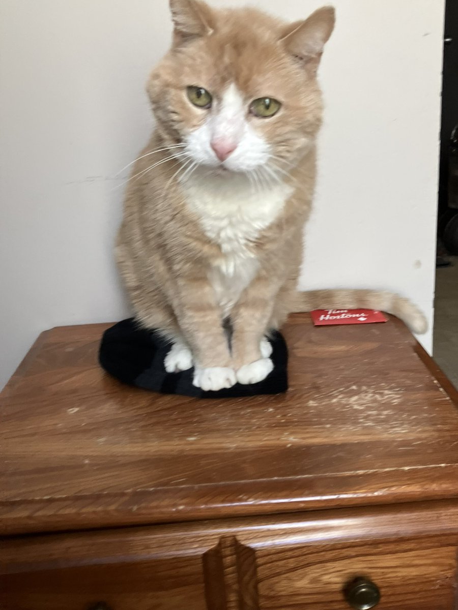 CatDreams87's tweet photo. Lol if I fit I sit 😻

#CatYear
#GG33 https://t.co/oYfMVwPf3w