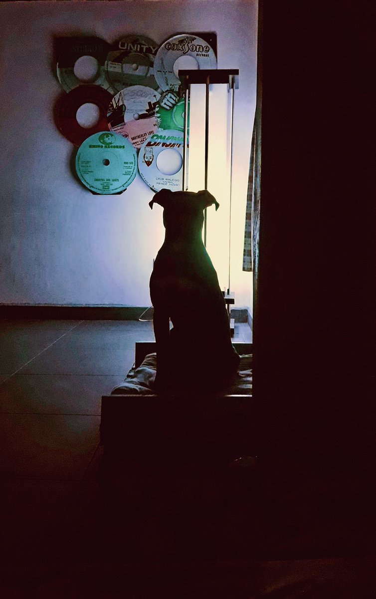 vespaskin's tweet photo. Un día como hoy pero hace siete años, los más compañeros y sin muebles. El viejo gordito canoso. #Titon #BoxerLover https://t.co/WE1Fn76sAU