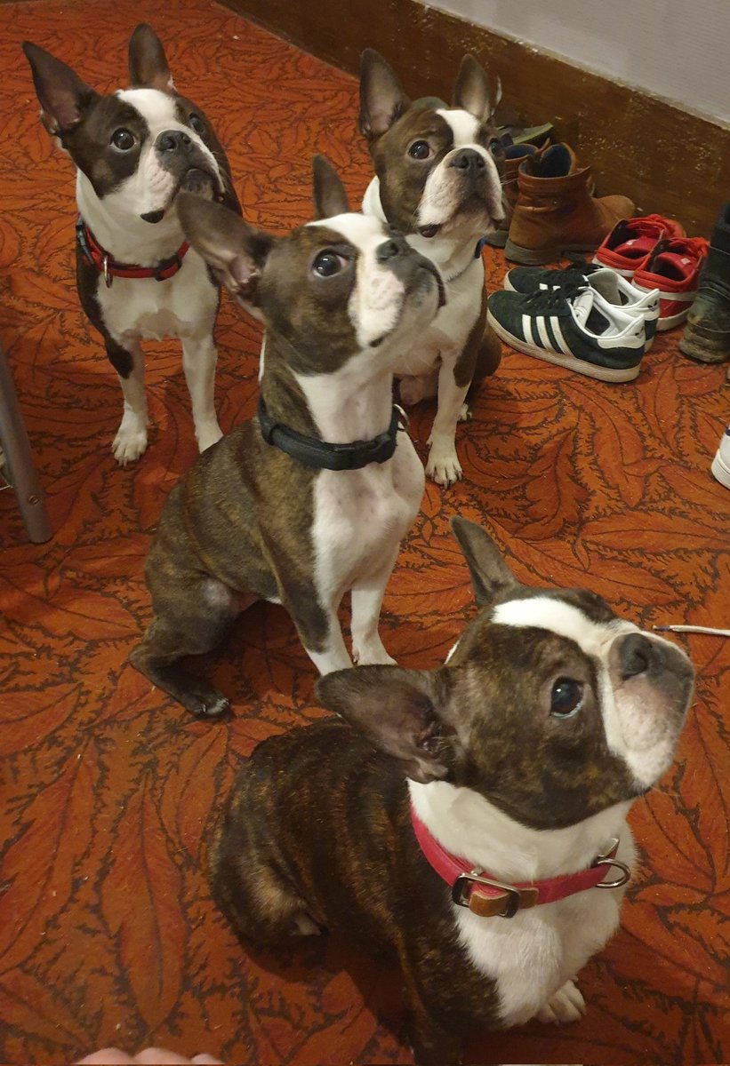 Rugal-B 🐶 🇫🇷 tweet media