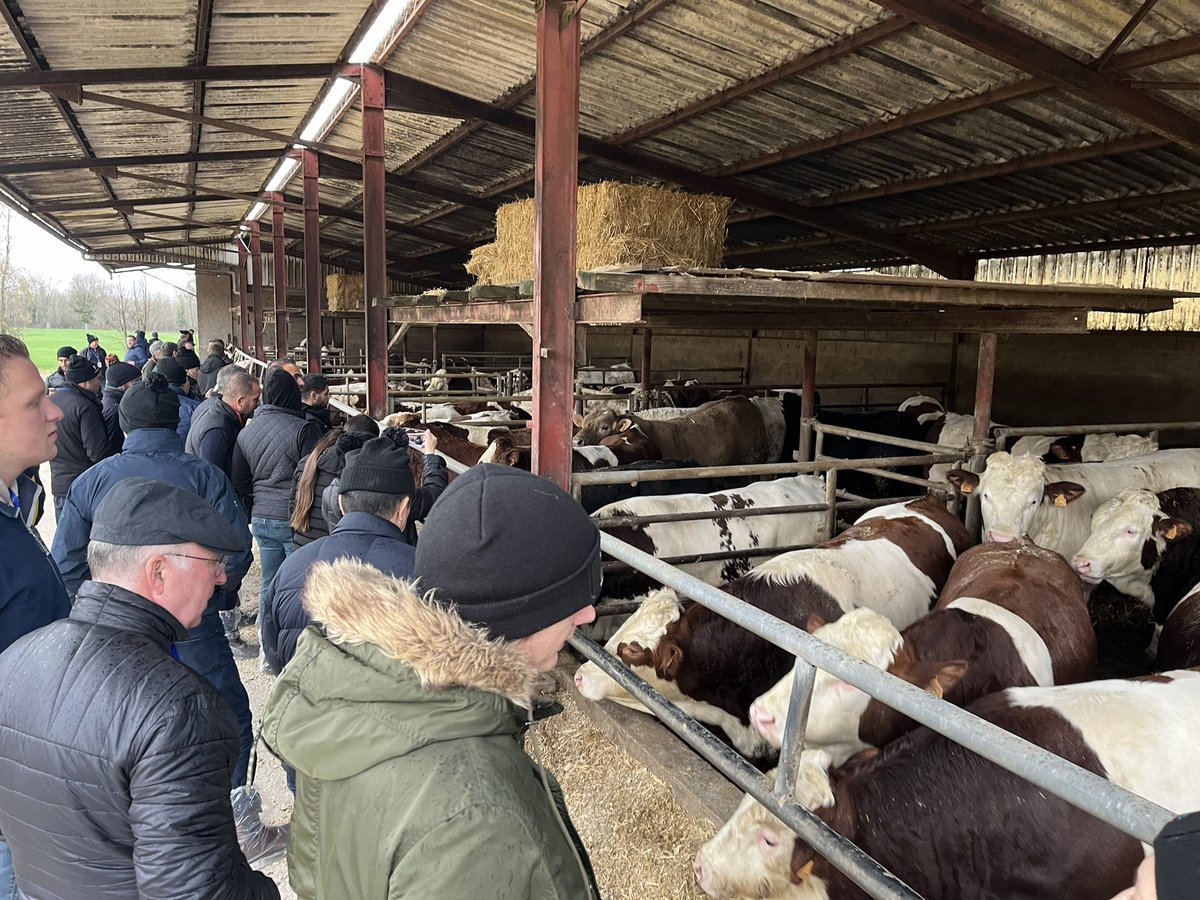 SFitamant's tweet photo. Among the last features of Coopex Montbéliarde Tour, all delegations could enjoy #montbeliarde beef, export heifer raising and Comte cheese visits.
With high beef prices but also high cheese prices, montbéliarde shows its ability to create substantial added value #teamdairy https://t.co/hd27p852hx