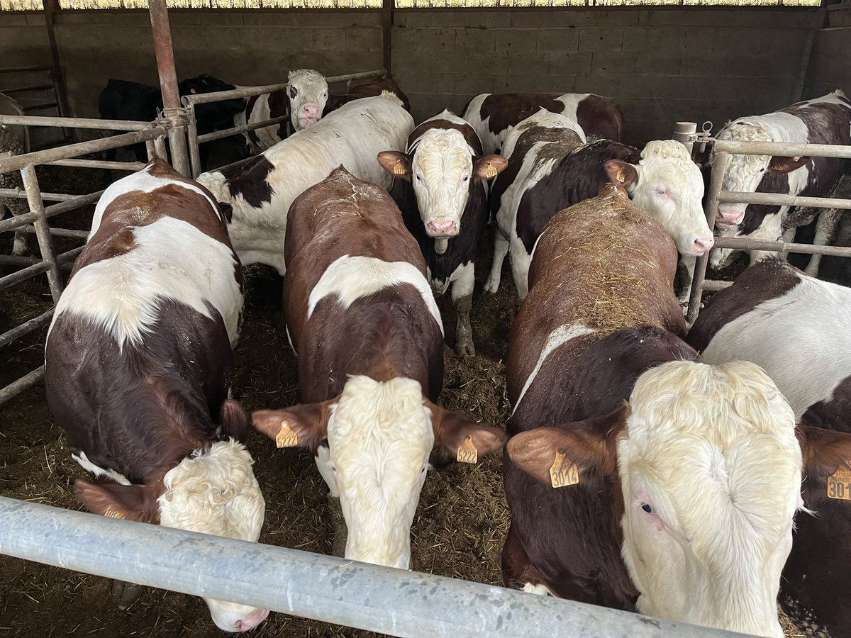 SFitamant's tweet photo. Among the last features of Coopex Montbéliarde Tour, all delegations could enjoy #montbeliarde beef, export heifer raising and Comte cheese visits.
With high beef prices but also high cheese prices, montbéliarde shows its ability to create substantial added value #teamdairy https://t.co/hd27p852hx