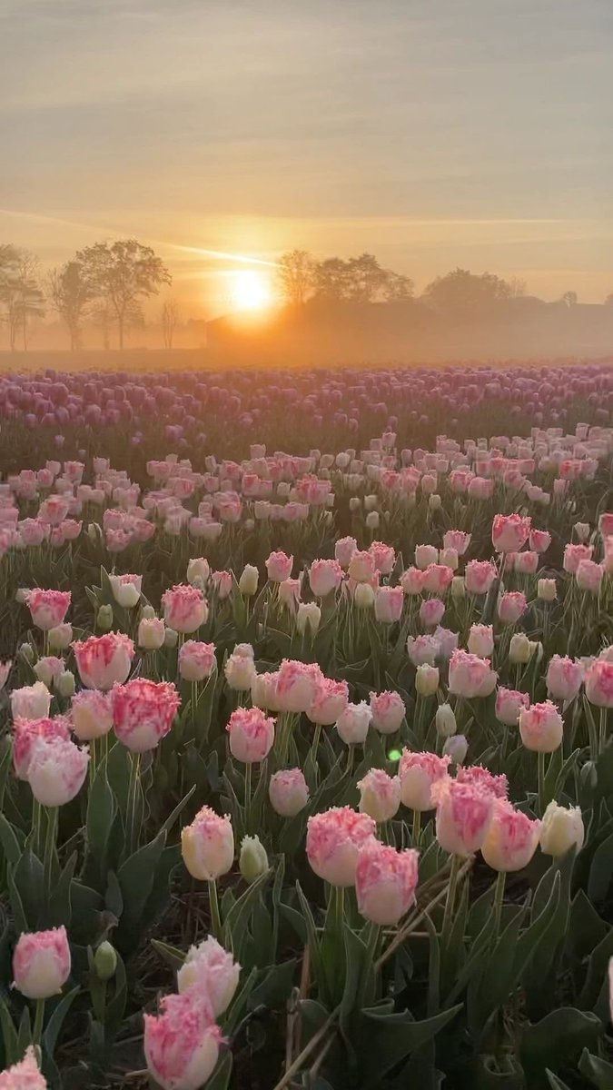 Tulips and sunset 🌸