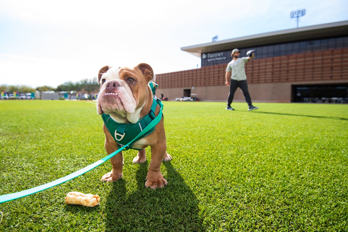 A brown and white bulldog with an underbite and a green harness stands on the grass with a treat in front of him. Zac Gallen tosses a baseball in the background.