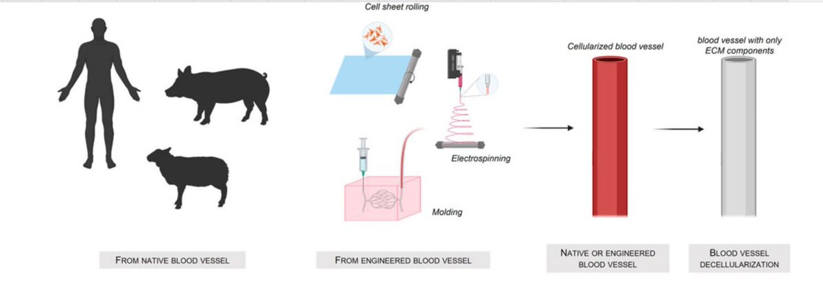 Vascular Tissue Engineering: Challenges and Requirements for an Ideal Large Scale Blood Vessel 

#WhiteFibrousClots 
#VascularEngineering 
#TissueEngineering 
#TissueScaffolding 
#Hydrogel 

#MBAN

frontiersin.org/articles/10.33…

ambassadorlove.blog/2022/06/18/tra…