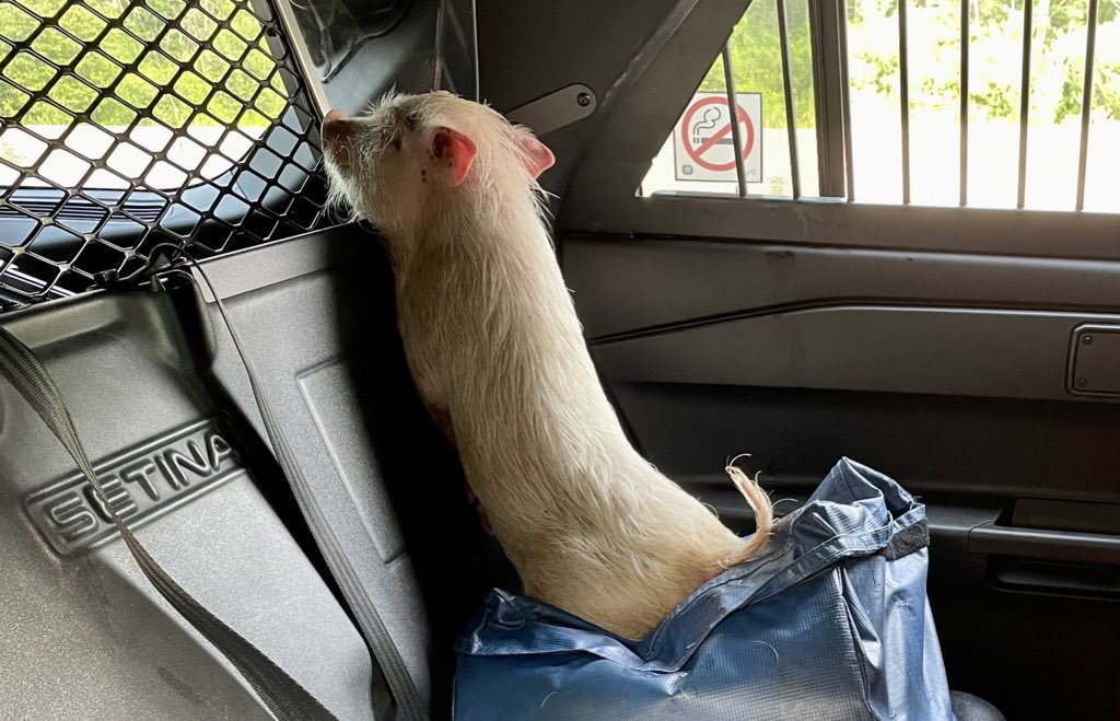 OPP_ER's tweet image. UPDATE: Remember “Karma”? #GrenvilleOPP saved her bacon last July when she went for a run along #Hwy401 in Augusta Twp… well she escaped her new home briefly, thankfully she was found again… but she had a sow-prize on return - she is now a proud mom! #BaconBits #HappyFriday ^dh