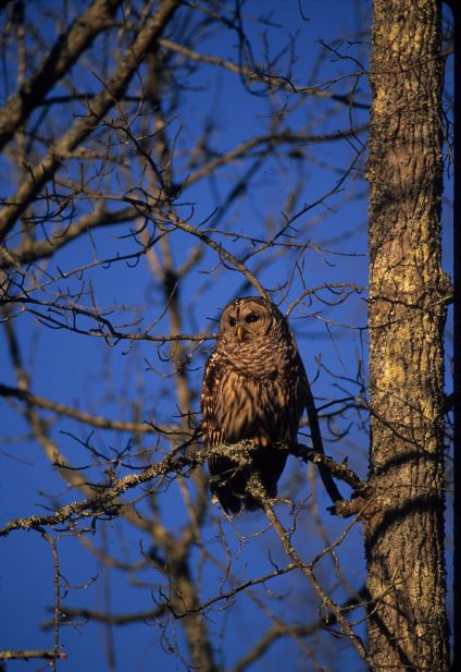 VirginiaDWR's tweet image. Who are you "hooting" for this weekend? If the big game isn’t your thing – might we suggest you visit one of DWR’s WMAs this weekend to lay eyes on some of Virginia’s Superb Owls. Taylor won't mind the competition! dwr.virginia.gov/wma/. #superbowl

📸= Eugene Hester