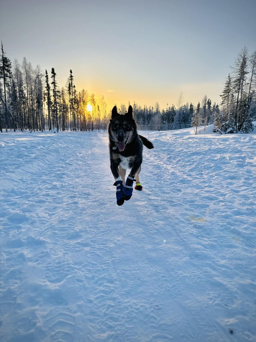 nwtrpa's tweet photo. It was very difficult choosing winners amongst all the beautiful images that were submitted for the Walk to Tuk January Photo Contest.

🥶 https://t.co/IYmeqDjxBF https://t.co/sLRmAvCLIC