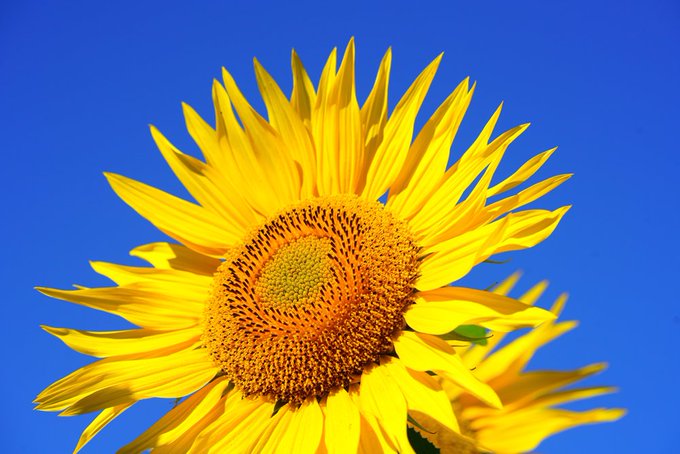 UkHypnotic's tweet photo. The Natural Depression Treatment Programme: Try the Course Introduction and First Module free https://t.co/wOT4ugGbqT https://t.co/eTz4DFqhYa