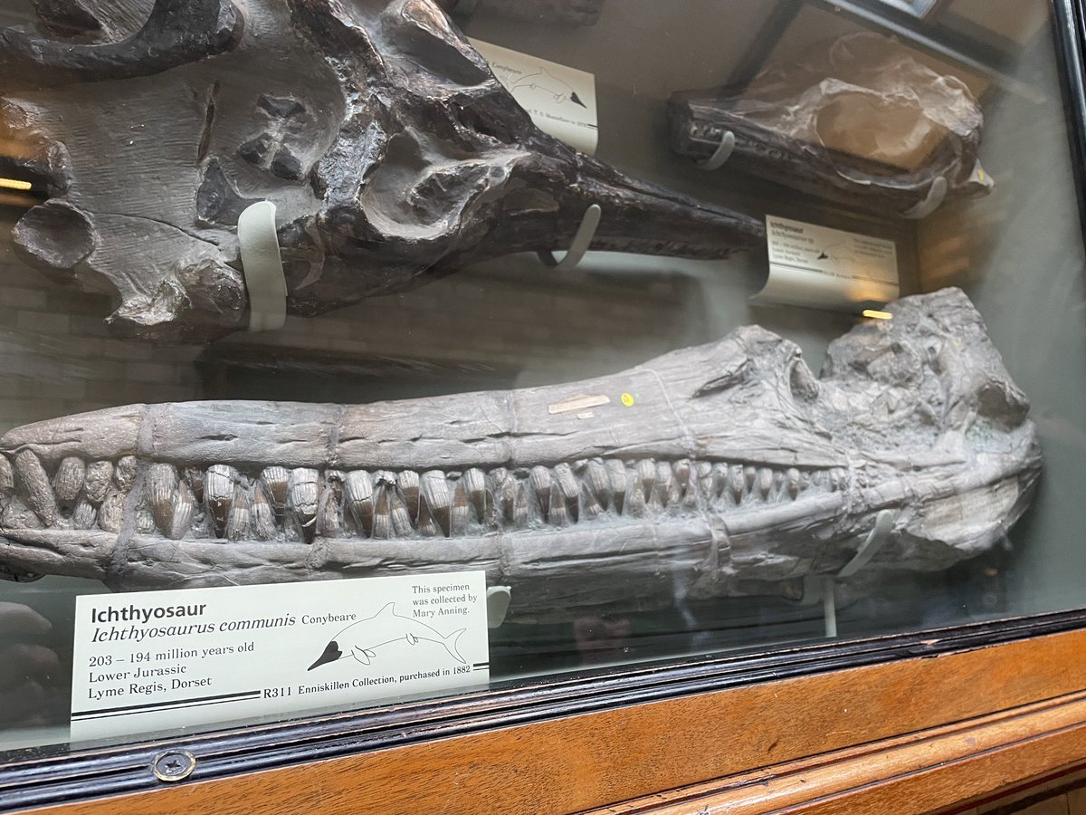 Our #FossilFindersInUsALL project closed with a trip to <a href="/NHM_London/">Natural History Museum</a> to celebrate #MaryAnning’s work in geology &amp; palaeontology. Thanks again @MaryAnningRocks <a href="/GeolAssoc/">Geologists' Assoc</a> &amp; @fossilphilip for treasured collaboration &amp; Ashley Family Foundation for support. 

explorethearch.com/fossilfinder