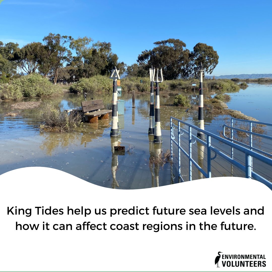 Uncover the amazing phenomenon of King Tides! Join us in exploring this fascinating occurrence as we experience the majestic King Tides this weekend! #KingTides #EcoCenter #EnvironmentalVolunteers #FunFactFridays