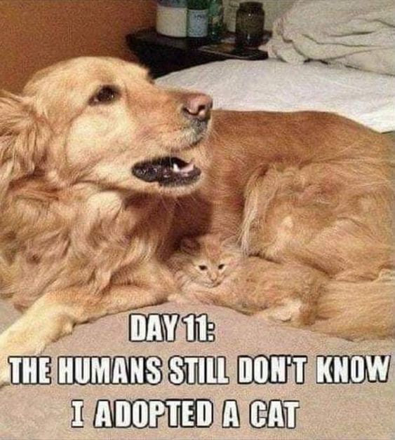 WholesomeMeme's tweet photo. https://t.co/rrqbH16dY9