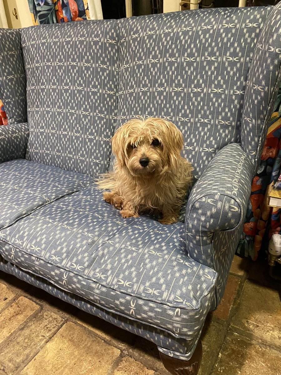 paulinedaniels's tweet image. Finally finished.!! Now making a throw so teasel doesn’t spoil it.!! 🙈🥰🙈🫣😘#upholstey #Januaryproject #teaselsnewbed