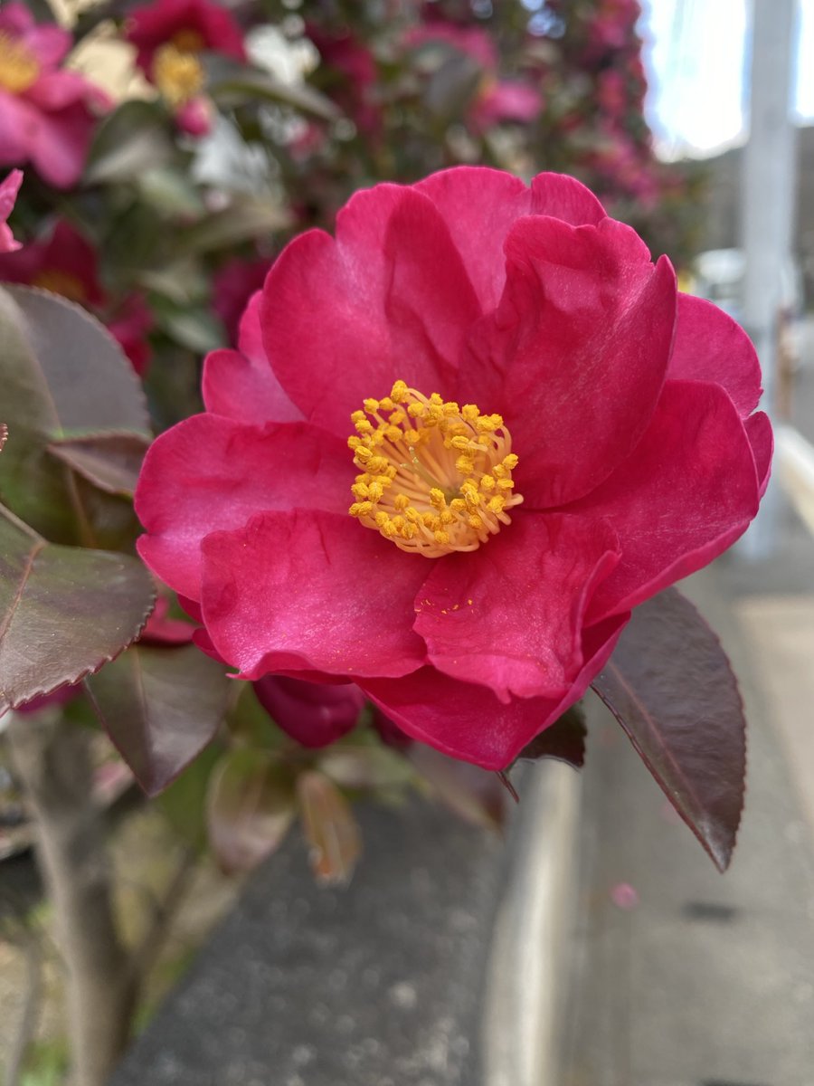 Une fleur simple et élégante!