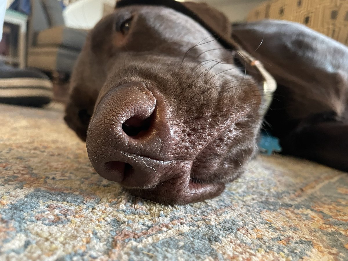BenjamineLester's tweet photo. Might make for a good painting!! Anyone else with photogenic pups?
#artpractice #labrador #petportrait #portraitpaintings https://t.co/t1W9JNYngh