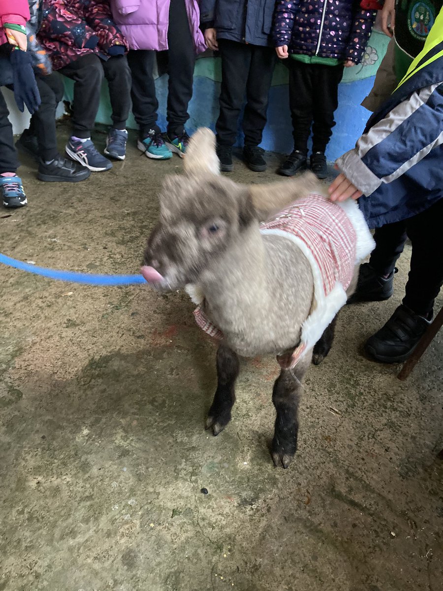 🐑 “Show and Tell” Baby Lamb🐑 We all know that “Mary had a Little Lamb” 🎶 but today we had Rosie the lamb follow its owner to school. Great excitement petting and feeding Rosie 🍼🤚