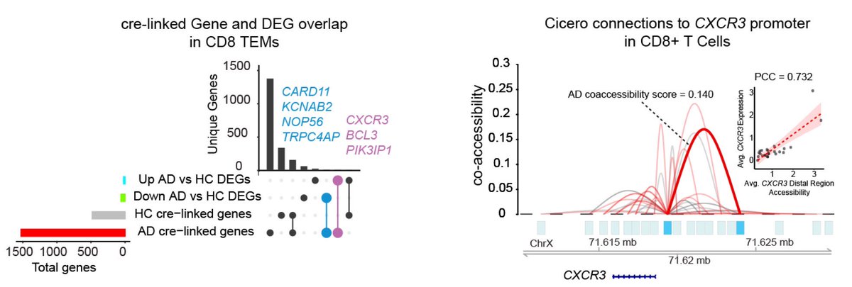 We also assessed cis regulatory elements associated with differentially expressed genes. In CD8 T cells, we detected a cis regulatory element associated with CXCR3 expression. CXCR3 was recently shown by @mejorfi and @RudyTanzi to mediate homing of CD8 T cells to 3D AD cultures.