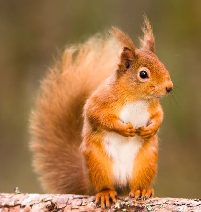 Vacancy - Biodiversity Data Manager (NBN Atlas)

Want to help nature bounce back?

Can you lead the strategic development of the UK’s national biodiversity data repository - the NBN Atlas?

Salary: £35k - £45k (depending on experience) Closes: 15 Feb 2024
ow.ly/4bJS50QuL4w