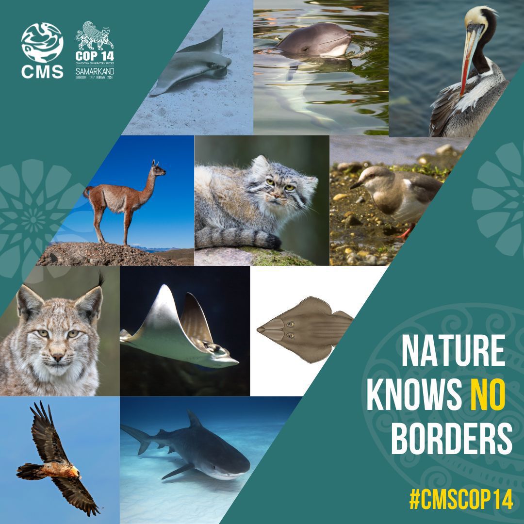 Migratory species are essential to healthy ecosystems.

Yet, they are facing threats such as overexploitation, habitat loss & fragmentation, pollution & climate change.

More on the @BonnConvention ahead of next week’s #CMSCOP14. cms.int/cop14