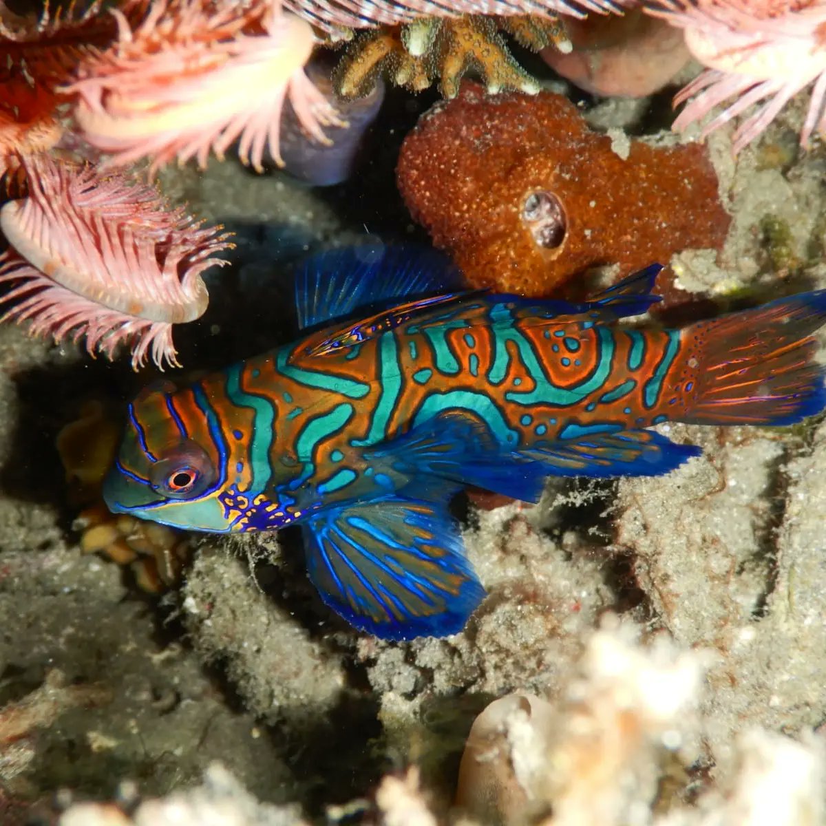 Acquatica_Scuba's tweet photo. I colori e la bellezza di queste piccole creature non hanno eguali... 

Photo by @lorenzodipersio
https://t.co/9pxkXUH1go 
#acquaticascuba #diving #scuba #immersioni #centrosubacqueo #scubadiving #scubaworld #scubapeople #padi  #divingschool  #diver #dive #Indonesia #lembeh https://t.co/xycGdkEAOW