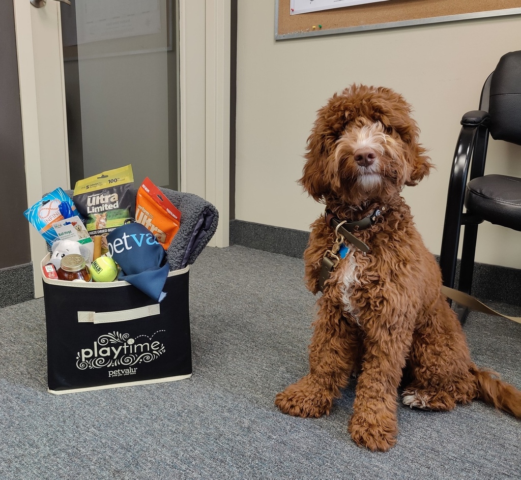 TownofBWG's tweet photo. Congratulations to Calvin the adorable Australian Labradoodle!!

Calvin was the winner of the 2024 Town of BWG dog license purchase contest and won this fantastic gift basket. 🐾🎁 https://t.co/B9dRTlFgVo