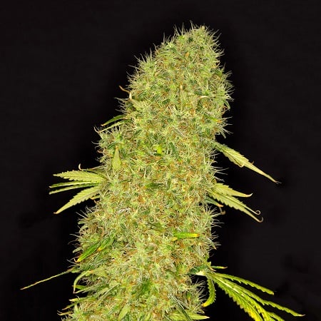 SensibleSeeds's tweet image. sensibleseeds.com/dready-seeds-m…
#SensibleSeeds
#CannabisSeeds
#feminizedseeds
#indicadom
#dreadyseeds
#FeminizedStrains
#mangojackfeminized
#CannabisCulture
#IndoorGardening
#JackHererGenetics
#DreadyStrains
#SeedCollection
#mangojack
#fruityflavors
#MangoJackStrain
#uplifting