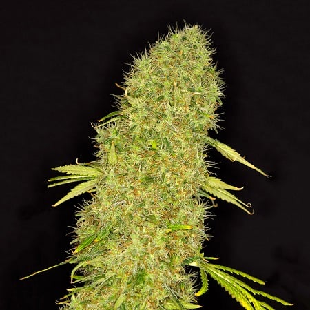 sensibleseeds.com/dready-seeds-m…

#SensibleSeeds
#CannabisSeeds
#feminizedseeds
#indicadom
#dreadyseeds
#FeminizedStrains
#mangojackfeminized
#CannabisCulture
#IndoorGardening
#JackHererGenetics
#DreadyStrains
#SeedCollection
#mangojack
#fruityflavors
#MangoJackStrain
#uplifting