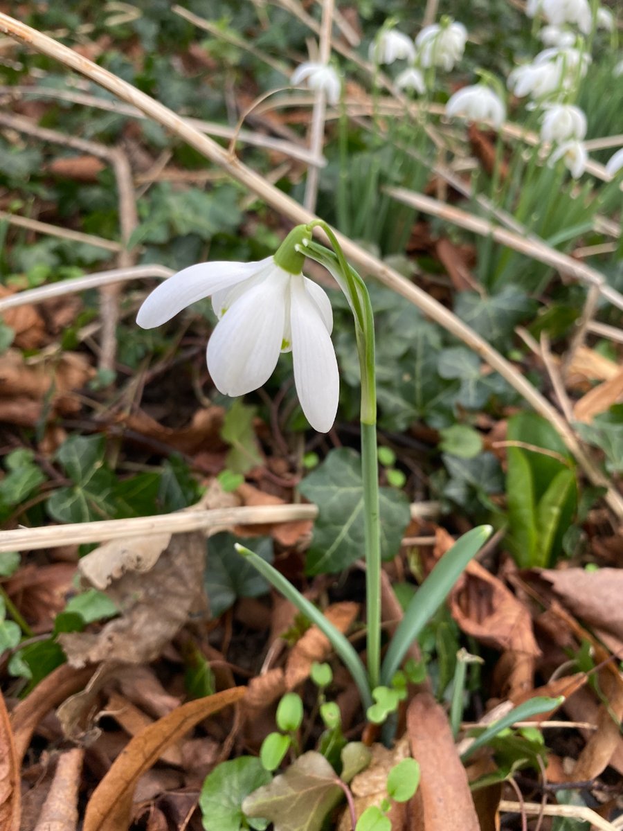 We end this week with a beautiful sight! Snowdrops are coming into full bloom all around the grounds at PM😍🤍🌸 #signsofspring #snowdrops