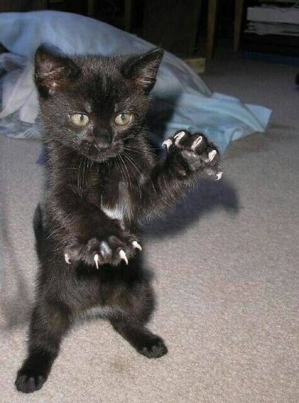 catsareblessing's tweet photo. The claws are out https://t.co/YCxXyUBrFV