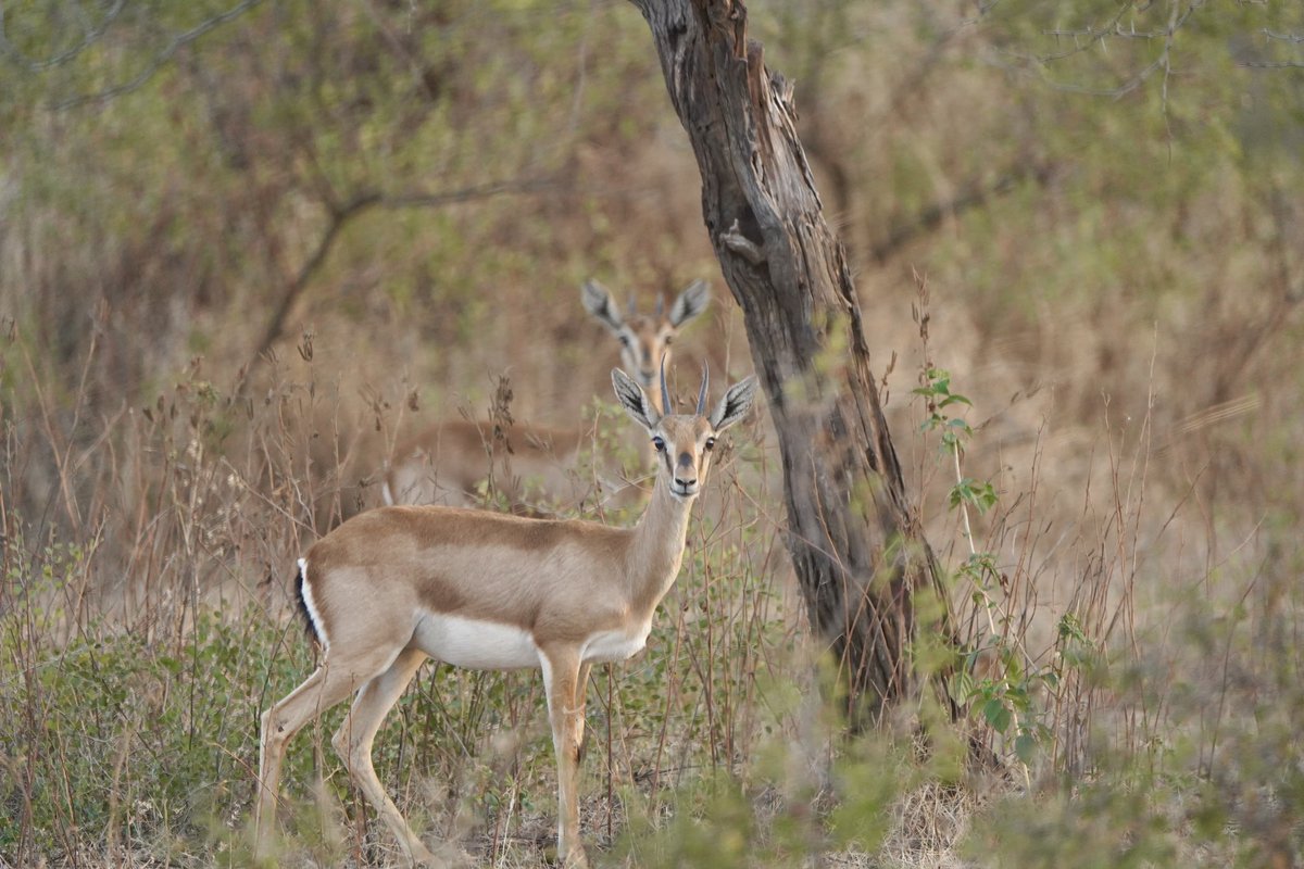 prashant Tomar tweet media