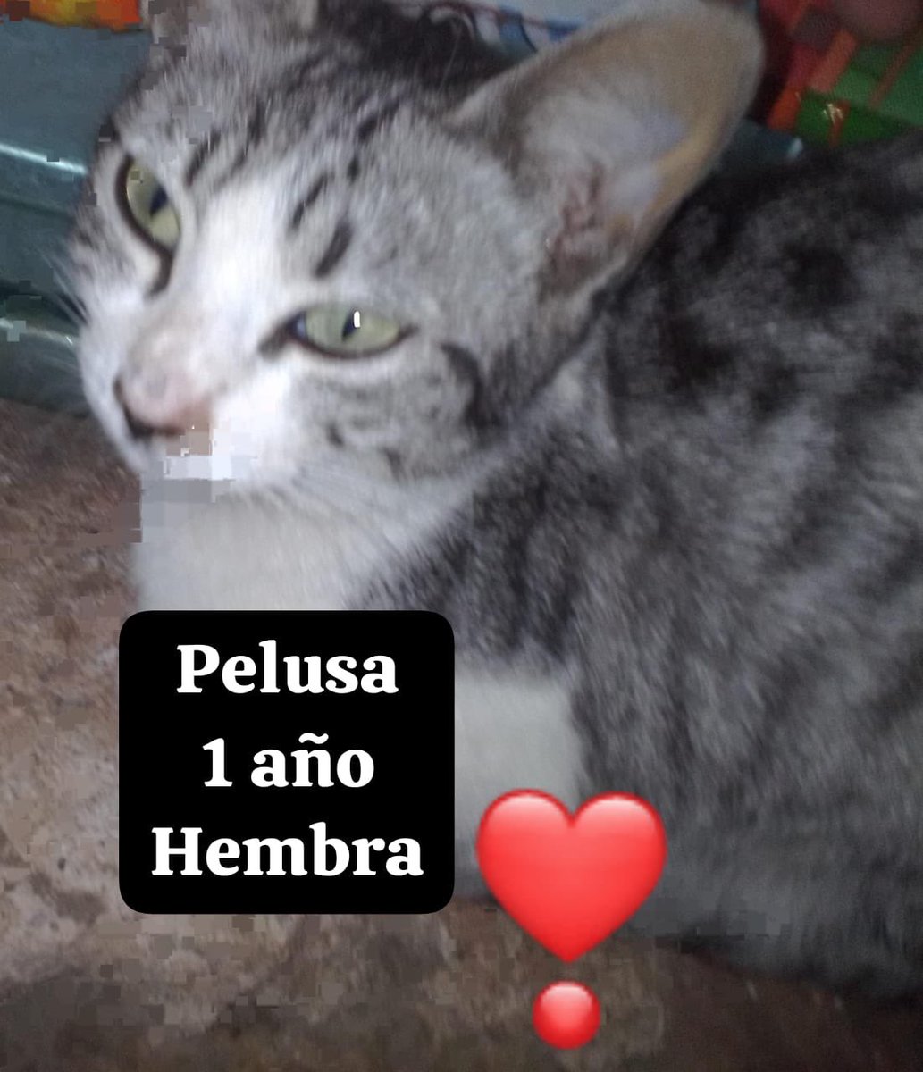 La lista son de 19🐕 7🐈 un total de $13,950, tenemos cubierto $8,950 por lo que nos hace falta $5000 😰 también nos hace falta quien nos donen un par de garrafones de agua y otra lona #TodoSuma ¿nos echan la pata? @MajolaB @em_blanca @Nu_O_Men @RosarioPoncePe1 @HELA_MORE