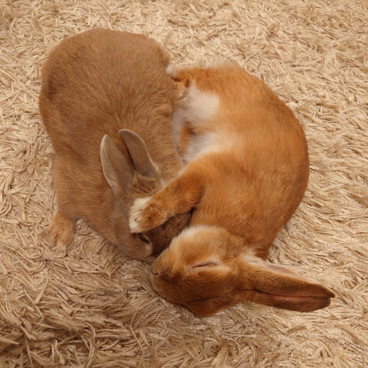 おやぽよ
#ネザーランドドワーフ #兎 #うさぎ #シニアうさぎ #rabbit #bunny #netherlanddwarf