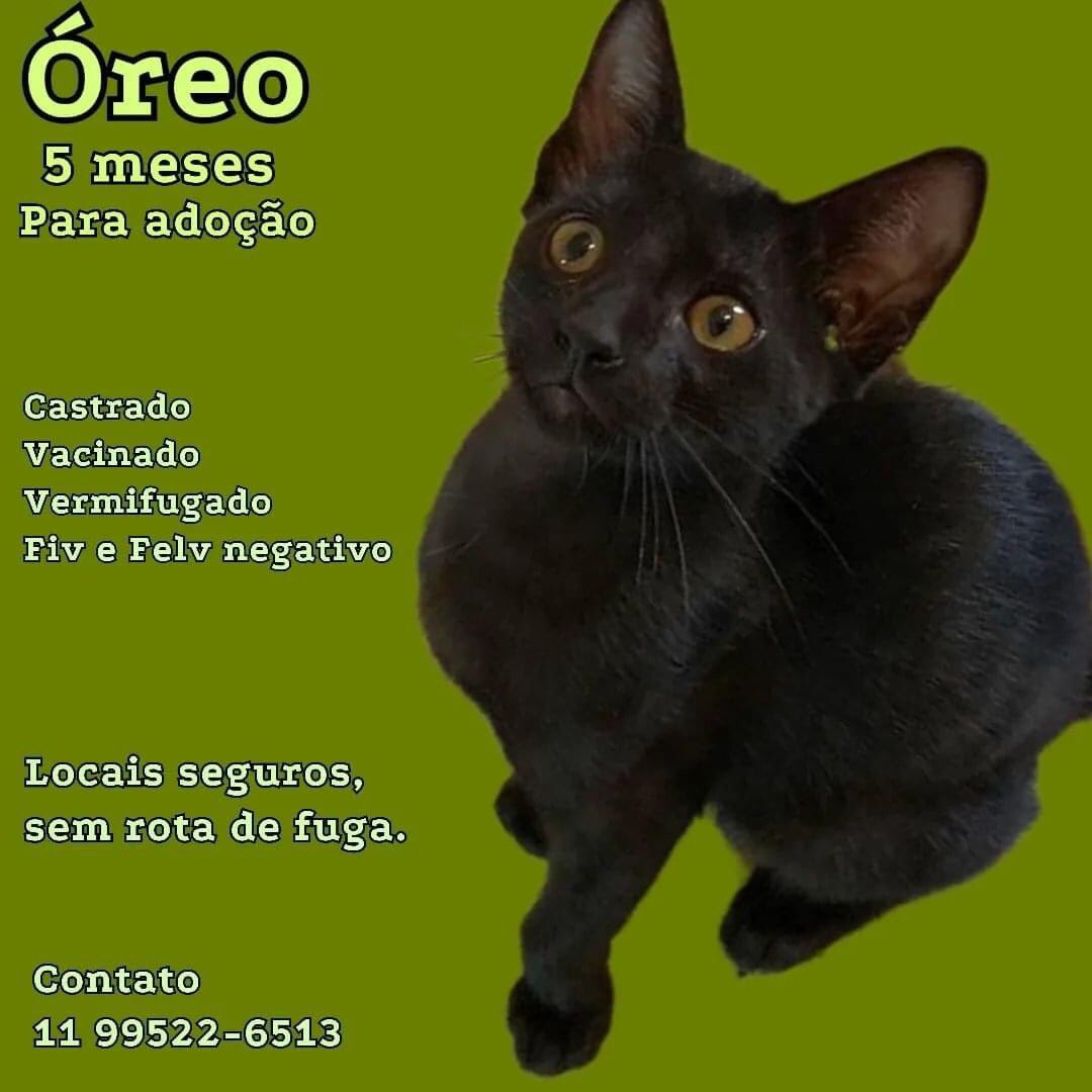 Adoção Oreo ❤️ Contato na imagem #adocao